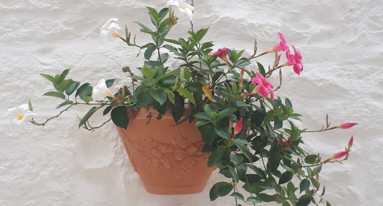 Valle d’Itria-bajkowa kraina