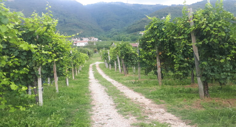 Zielona kraina prosecco – Valdobbiadene i Conegliano