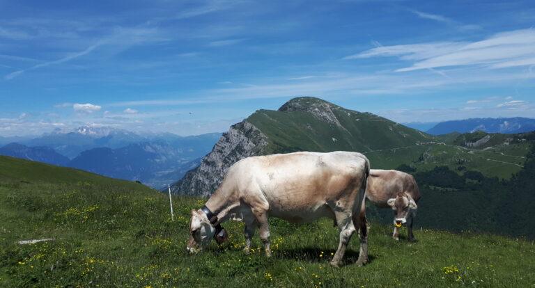 Jezioro Garda i bajkowe Malcesine