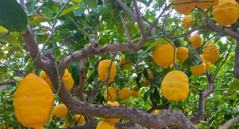 Panarea i Stromboli – rejs na Wyspy Liparyjskie