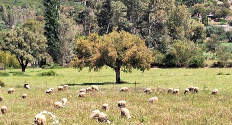 Route SS125 – sardyńskie drogi