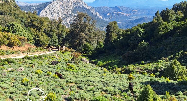 Route SS125 – sardyńskie drogi